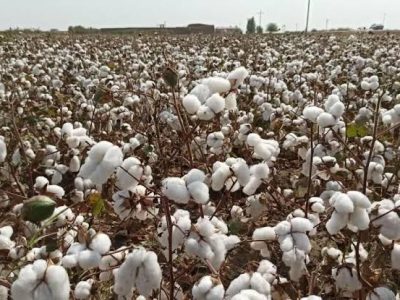 مرتضی شکوهی مدیر جهاد کشاورزی شهرستان مهر اظهار داشت: