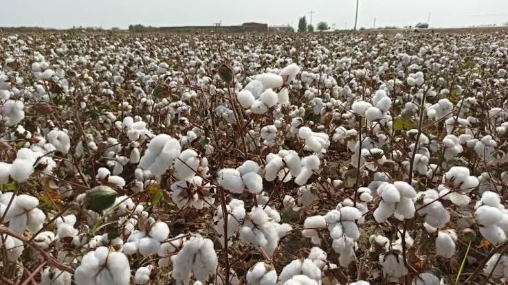 مرتضی شکوهی مدیر جهاد کشاورزی شهرستان مهر اظهار داشت: