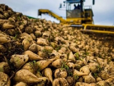 آغاز برداشت چغندر قند در مزارع شهرستان مُهر