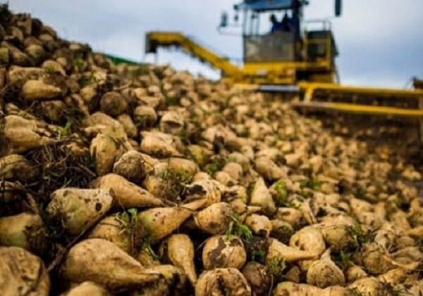 آغاز برداشت چغندر قند در مزارع شهرستان مُهر