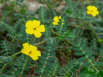 برداشت دانه گلرنگ وحشی برای نخستین‌بار در جنوب فارس