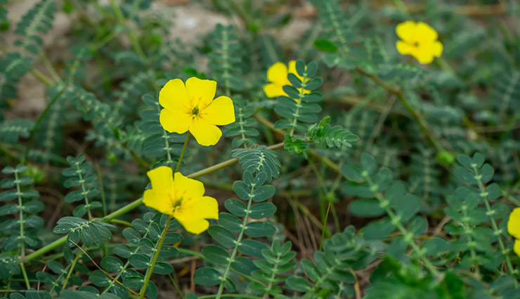 برداشت دانه گلرنگ وحشی برای نخستین‌بار در جنوب فارس